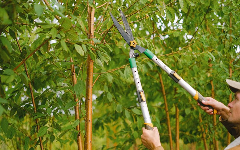 Tree trimming in Towanda, KS