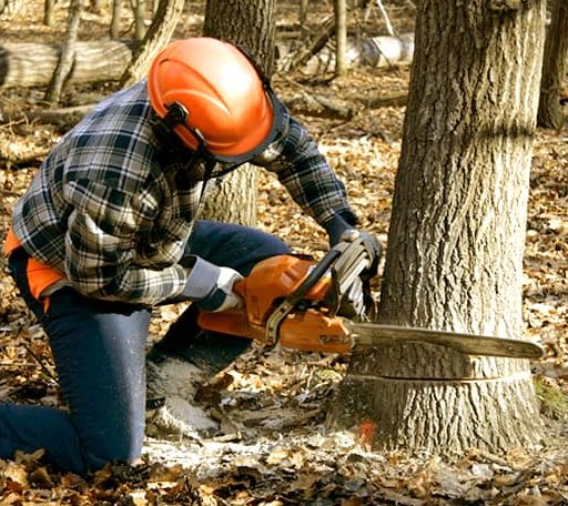 Tree Removal in Towanda, KS